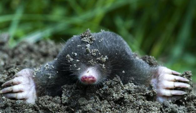 Moles im Garten und im Garten profitieren und schaden