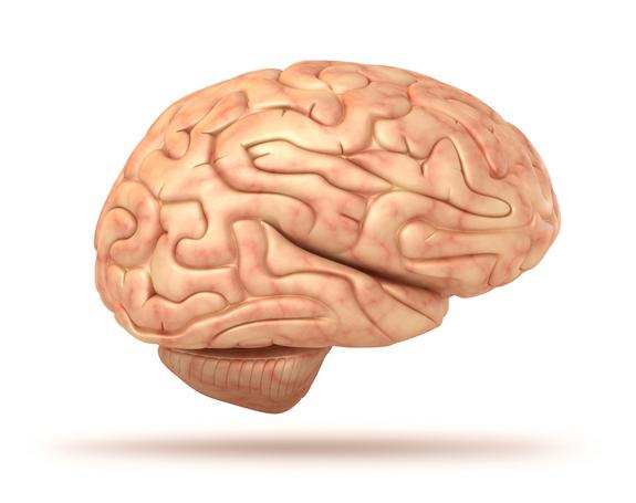 Struktur des menschlichen Gehirns