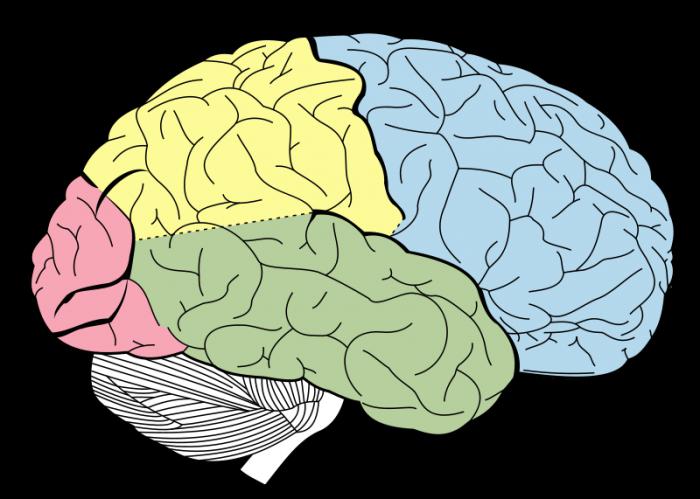 Anatomie des menschlichen Gehirns